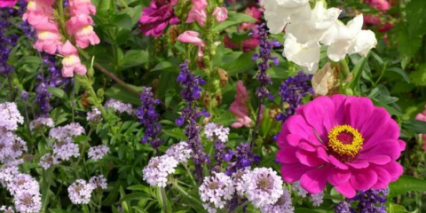 Летните цветя за градината - как да изберем растения, така че да цъфтят цялото лято